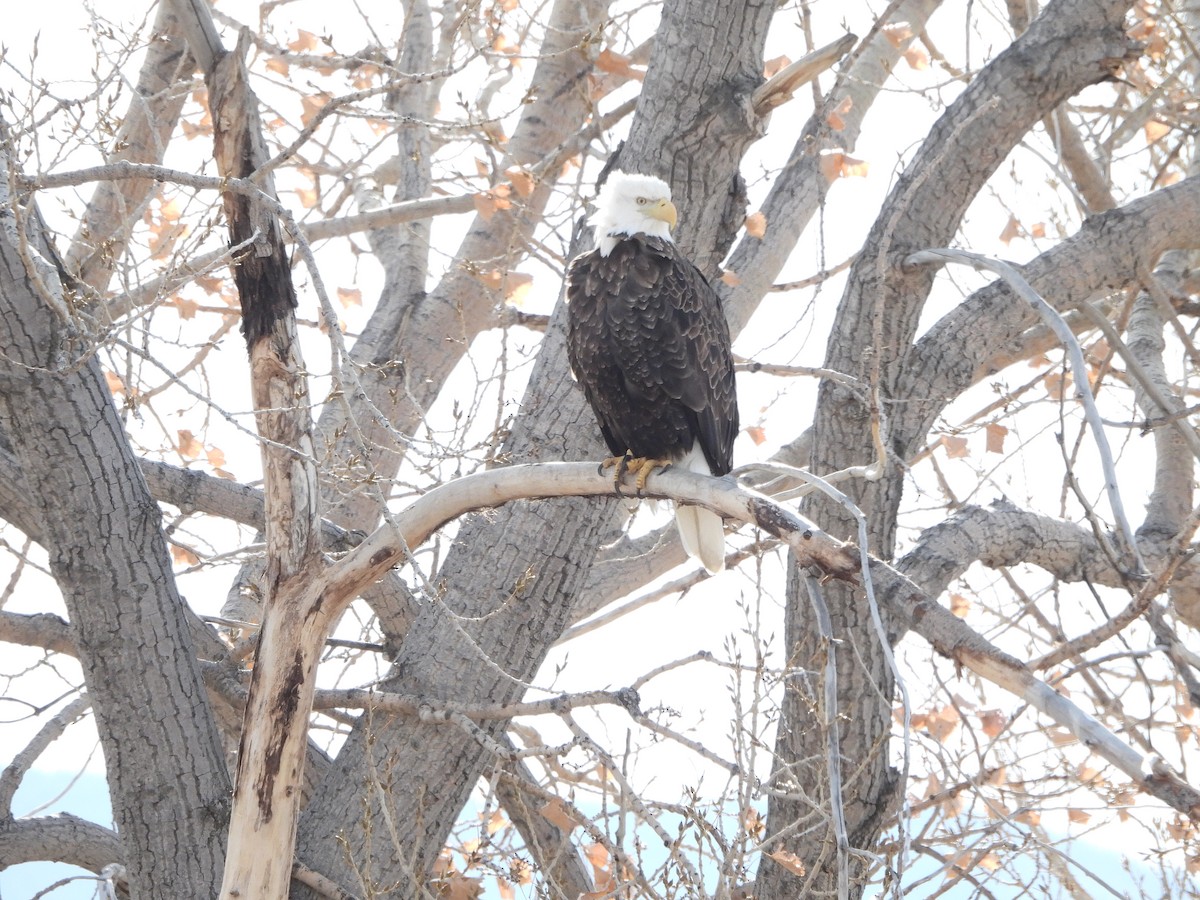 Bald Eagle - ML614507206