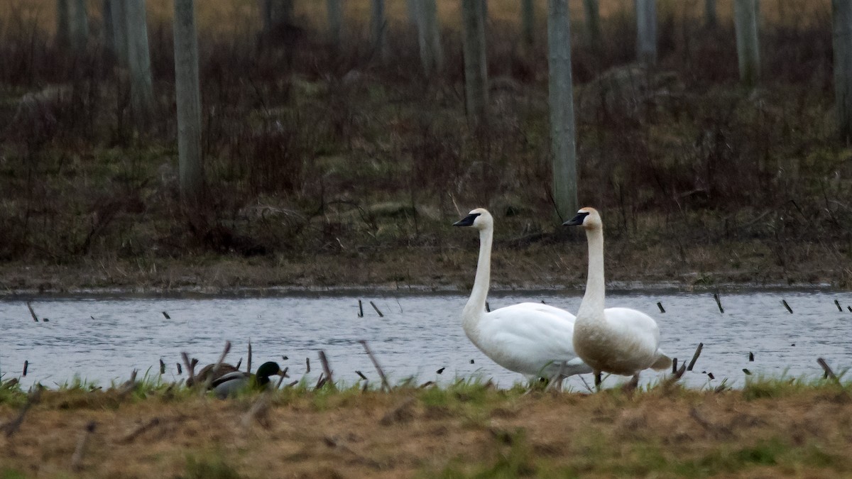 Trumpeter Swan - ML614507418