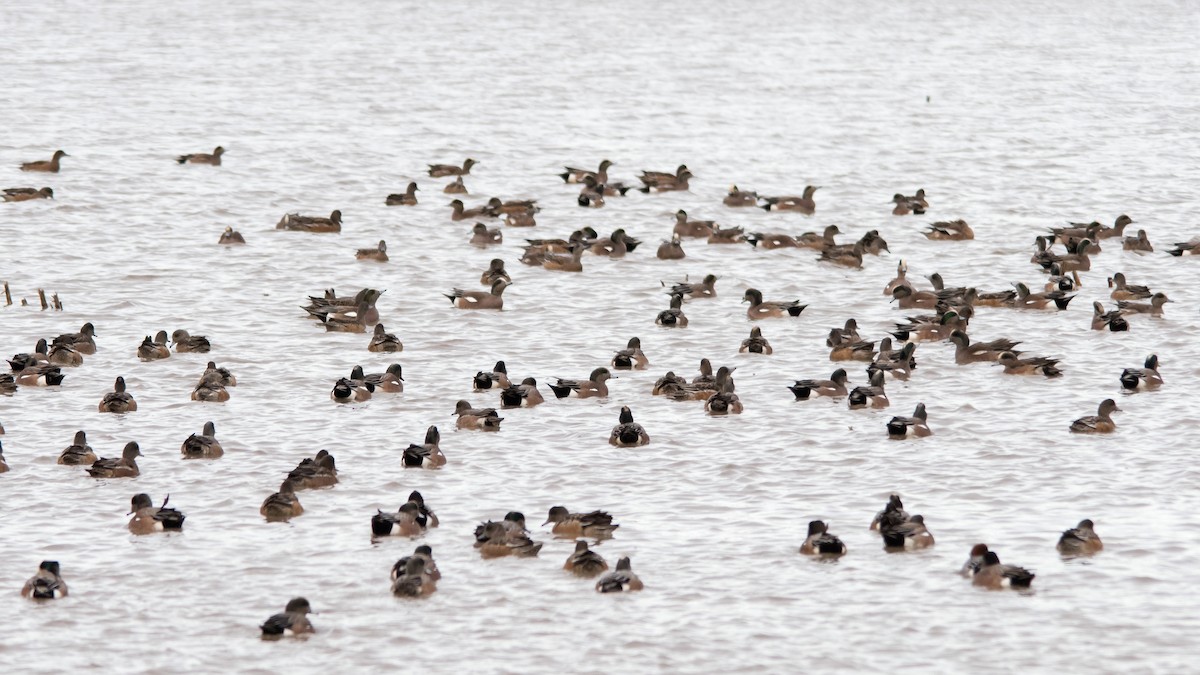 American Wigeon - ML614507419