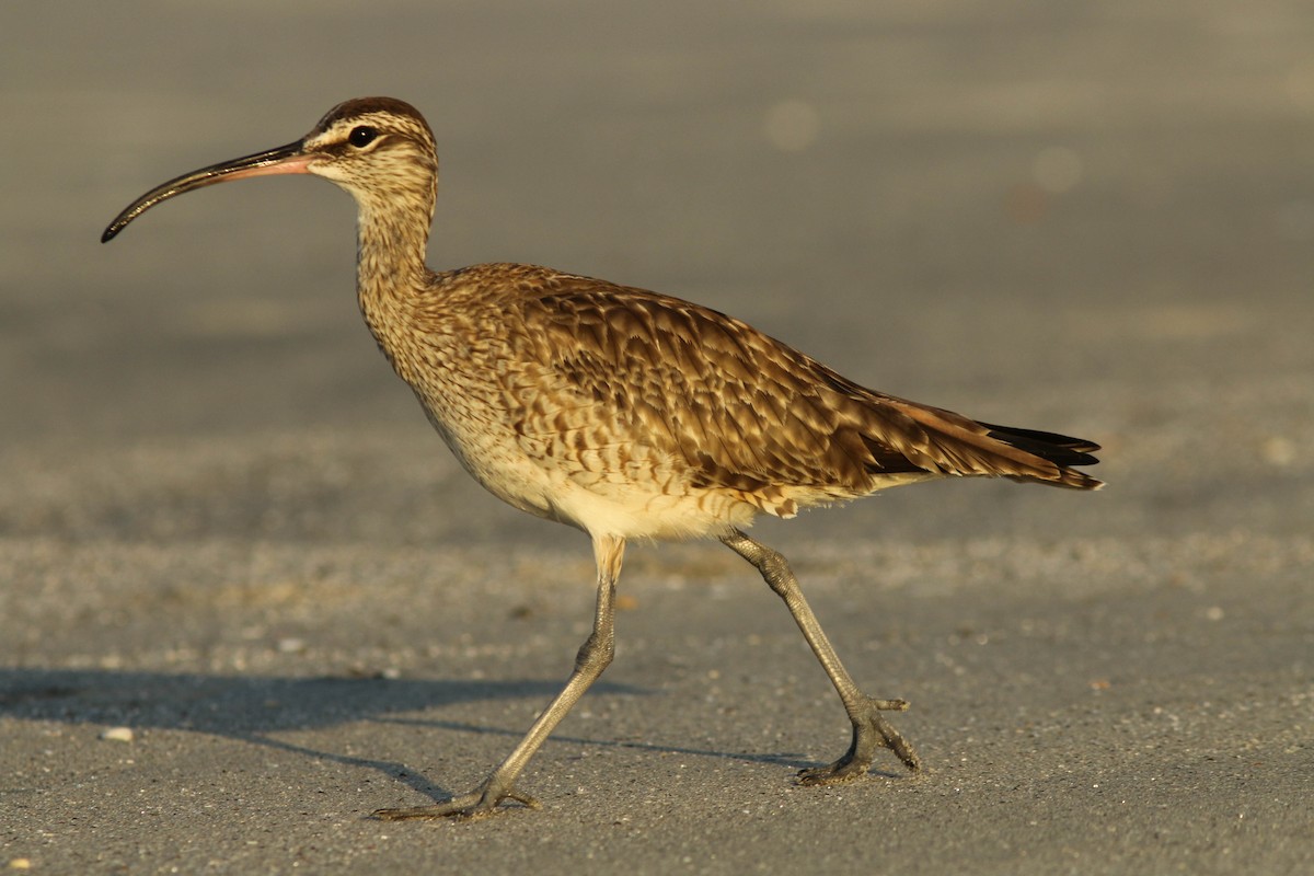 Whimbrel - ML614507483