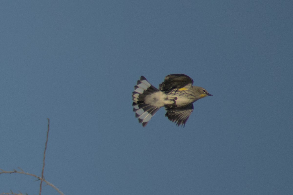 Yellow-rumped Warbler (Audubon's) - Sabrina O