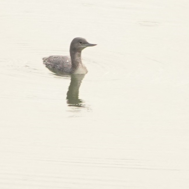 Red-throated Loon - ML614507568