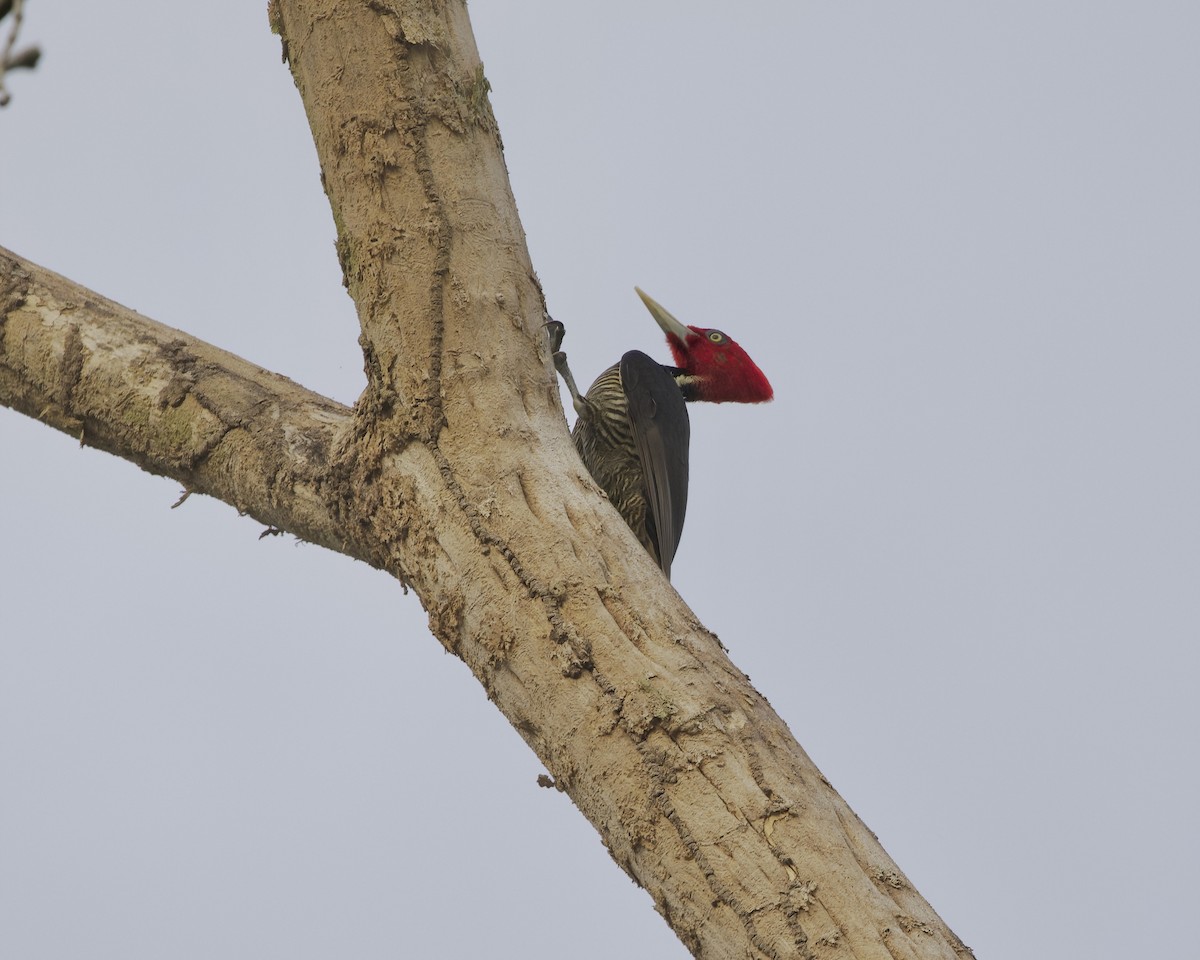 Pale-billed Woodpecker - Terence Degan