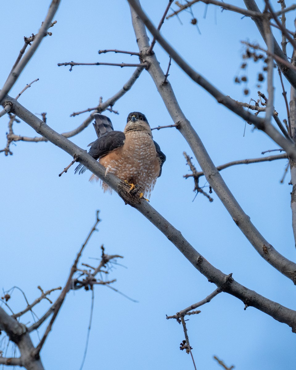 Sharp-shinned Hawk - ML614507661