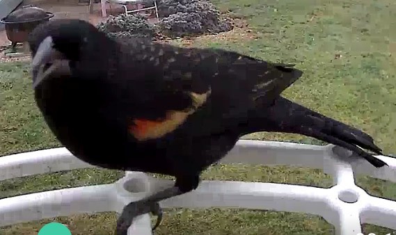 Red-winged Blackbird - Stacy Lynn W - F