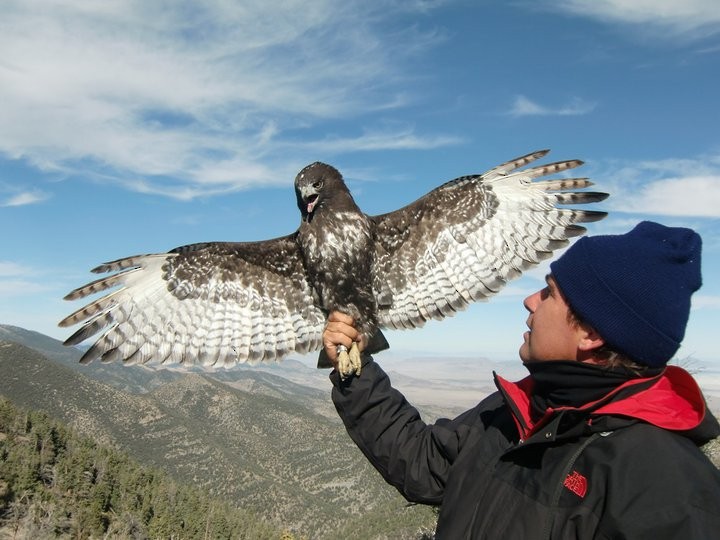 Red-tailed Hawk (Harlan's) - ML614507747