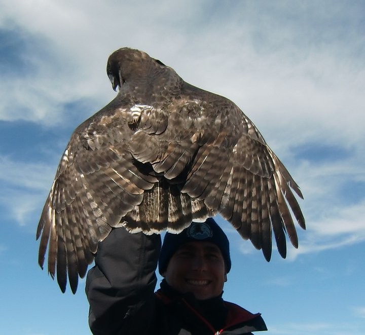 Red-tailed Hawk (Harlan's) - ML614507748