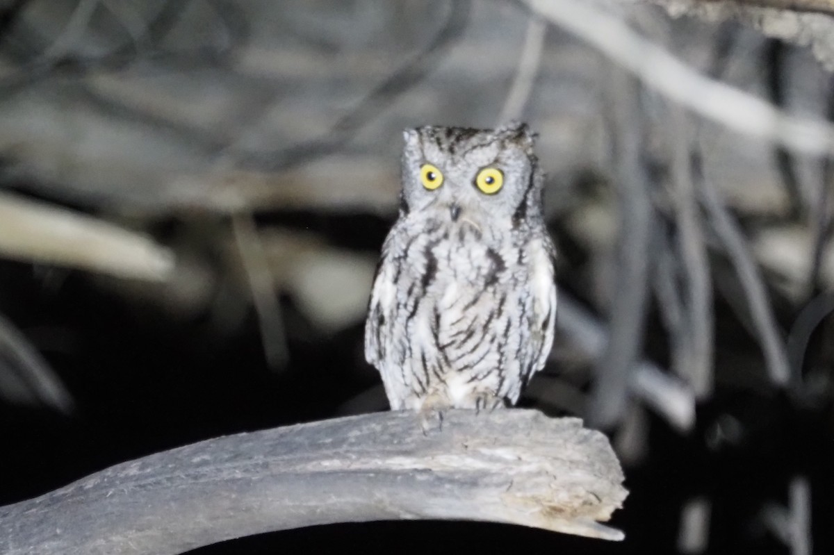 Western Screech-Owl - ML614507981