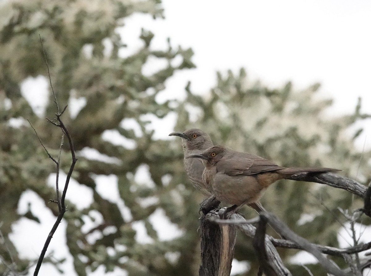 Curve-billed Thrasher - ML614508000