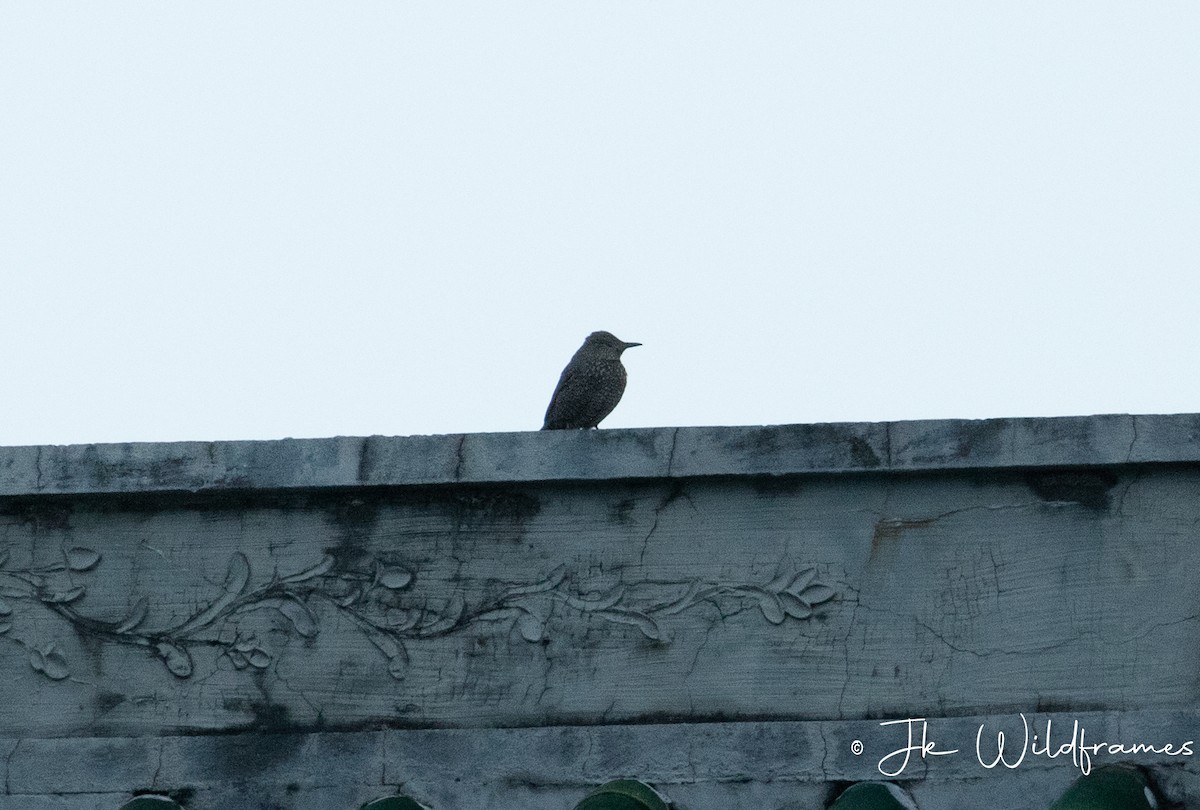 Blue Rock-Thrush - ML614508007