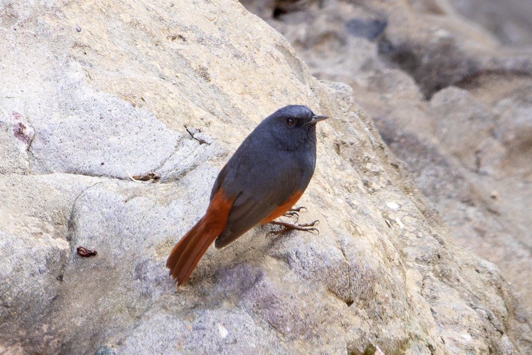 Luzon Redstart - Enrico Legaspi