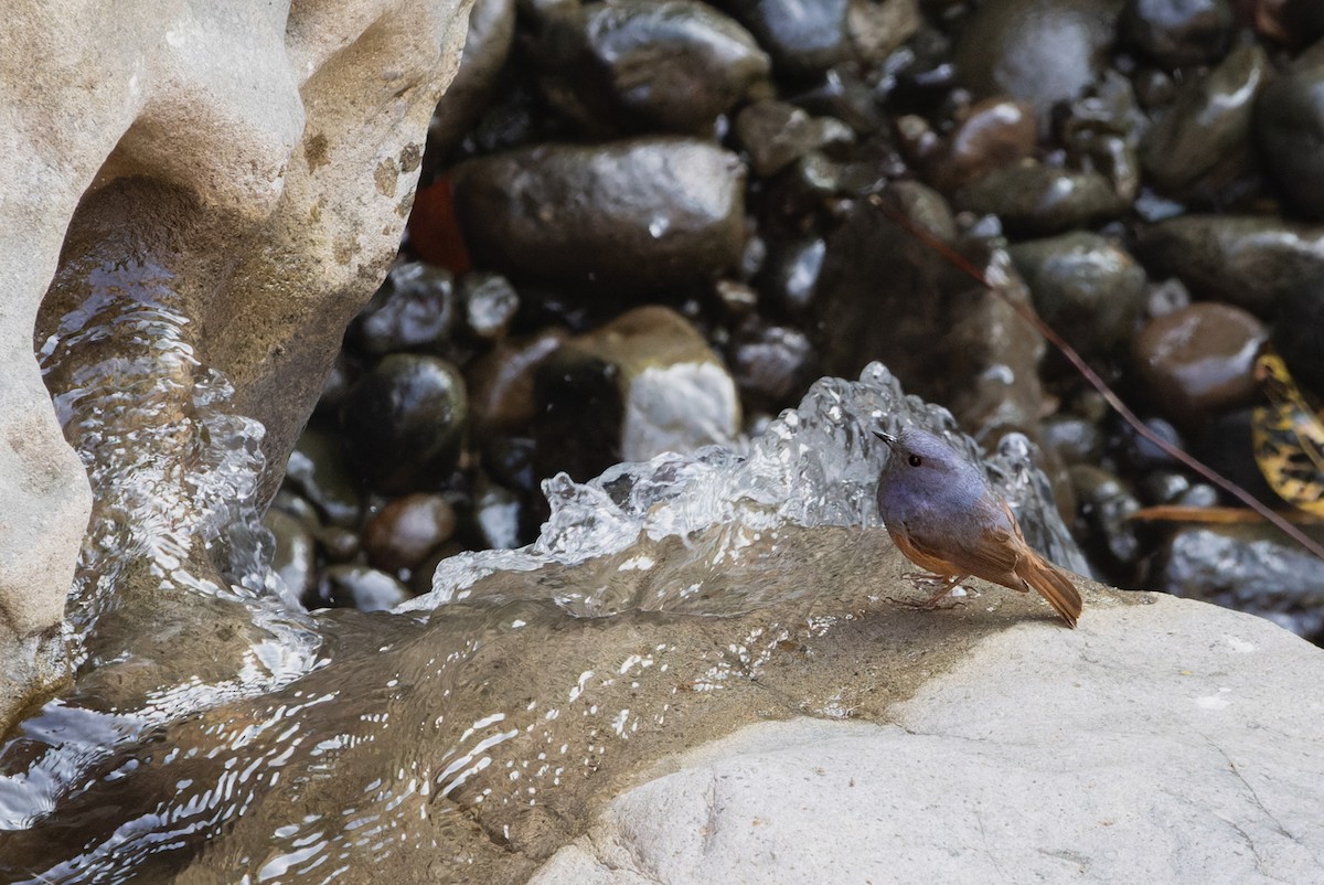 Luzon Redstart - ML614508016