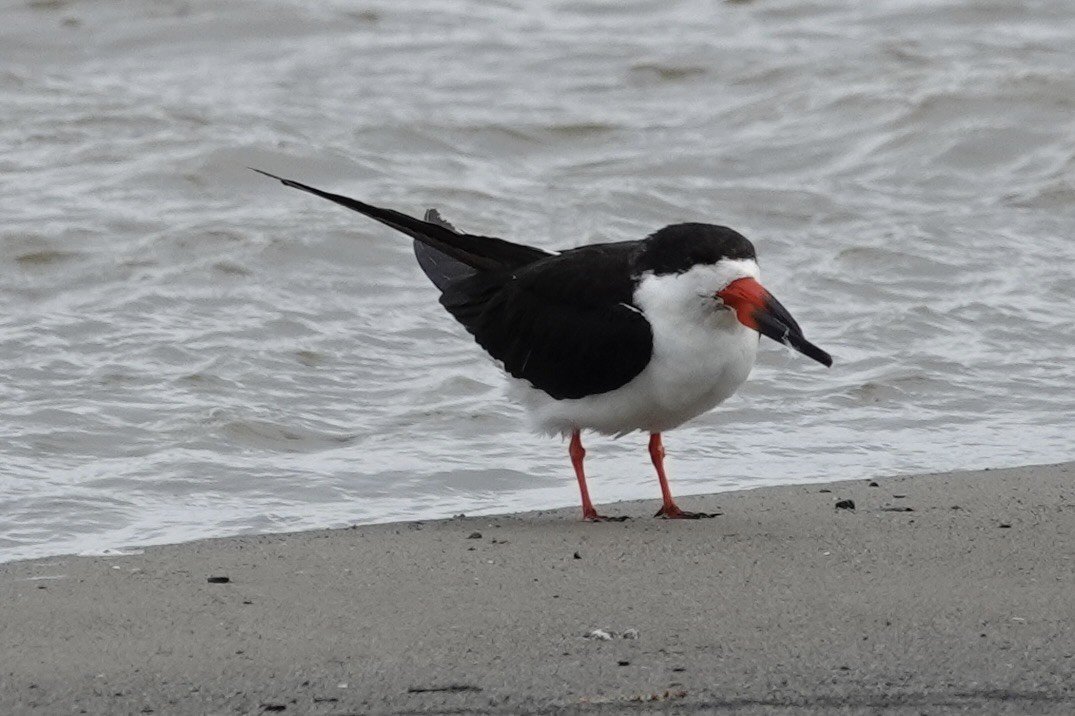 Black Skimmer - ML614508026