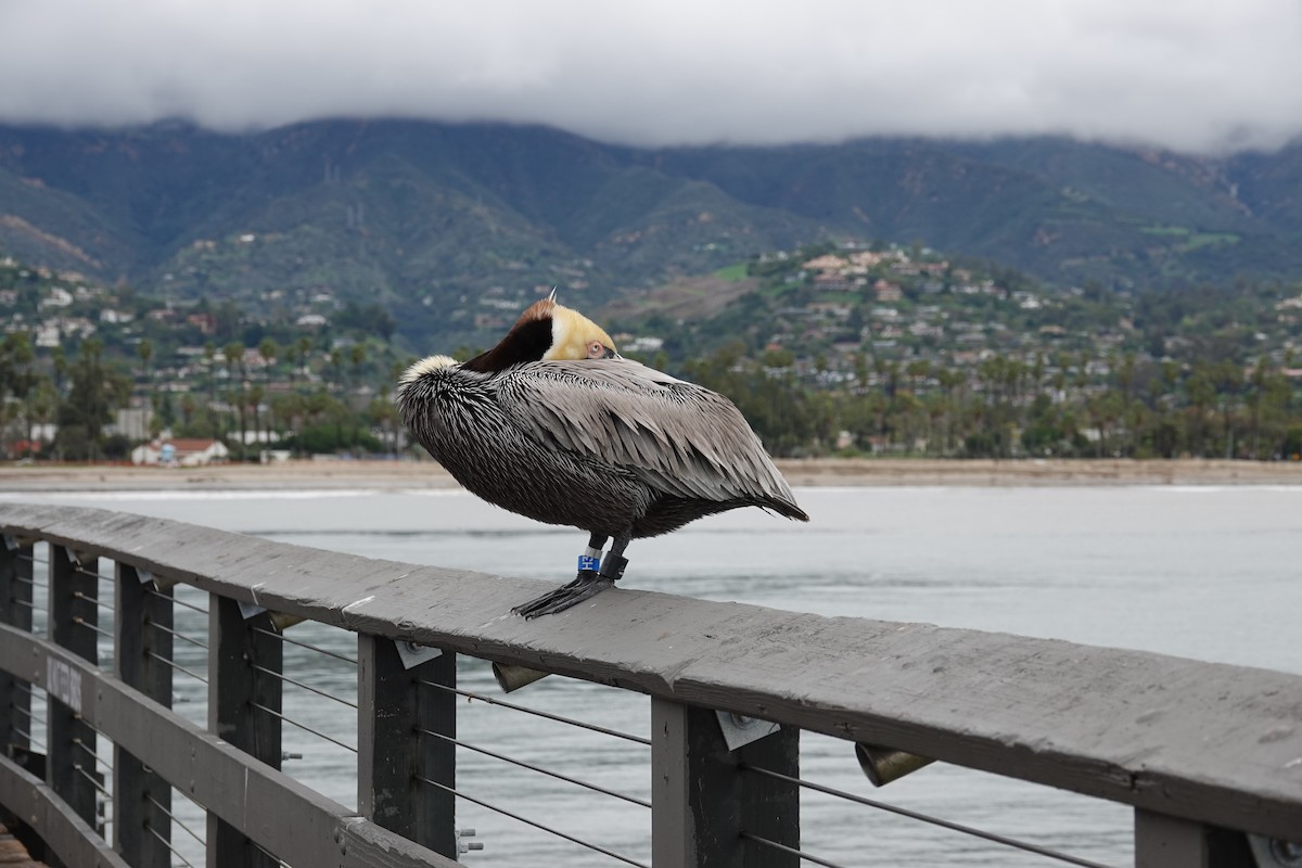 Brown Pelican - ML614508031