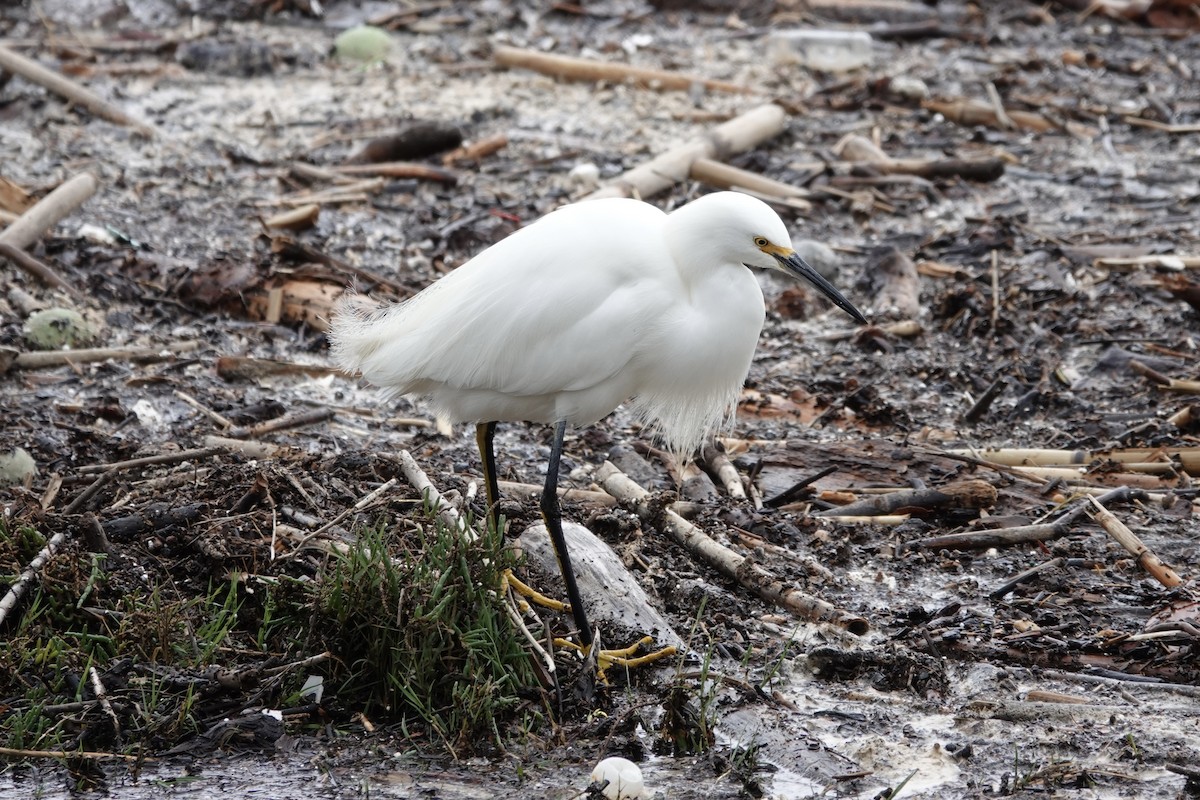 Snowy Egret - Anonymous