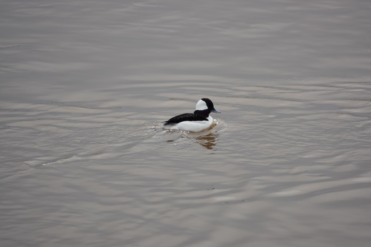 Bufflehead - Anonymous