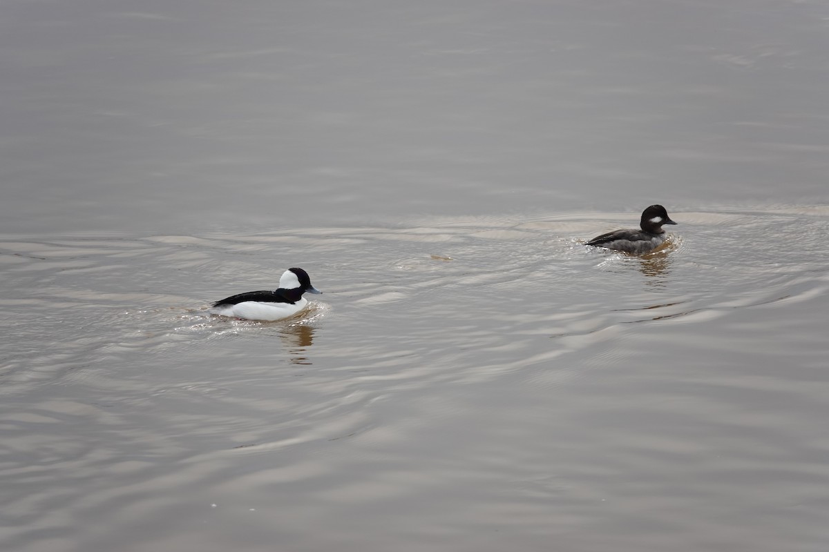 Bufflehead - ML614508052