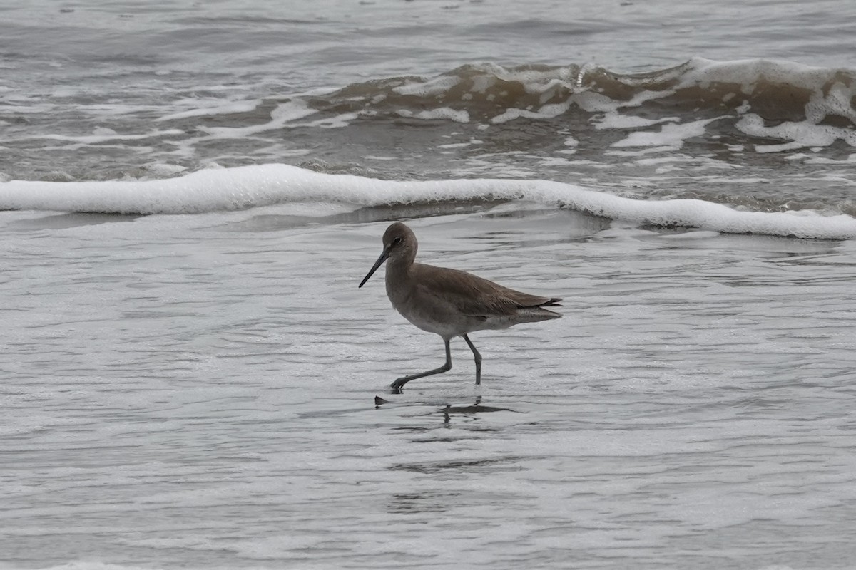 Willet - ML614508065