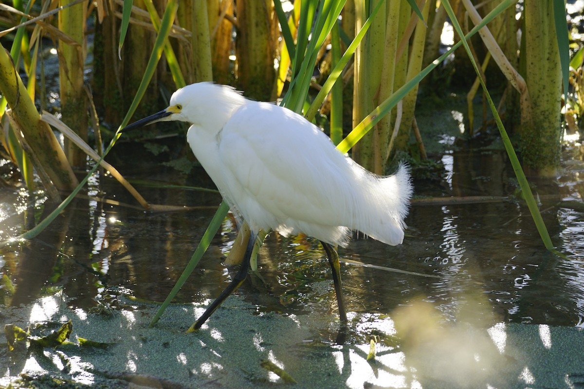 Snowy Egret - ML614508090