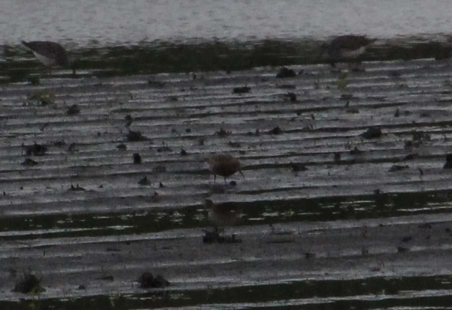 Curlew Sandpiper - ML614508091