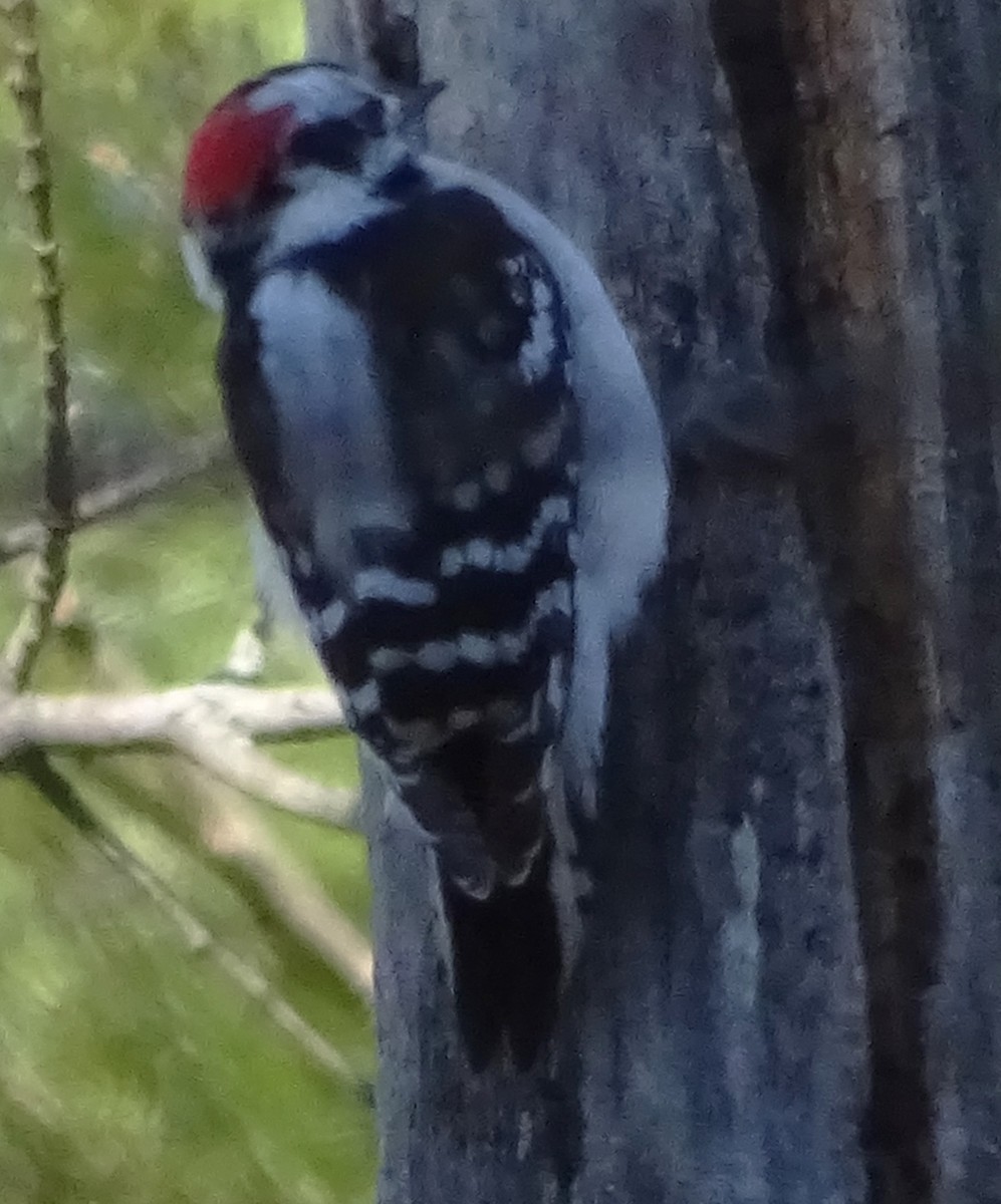 Downy Woodpecker - ML614508098