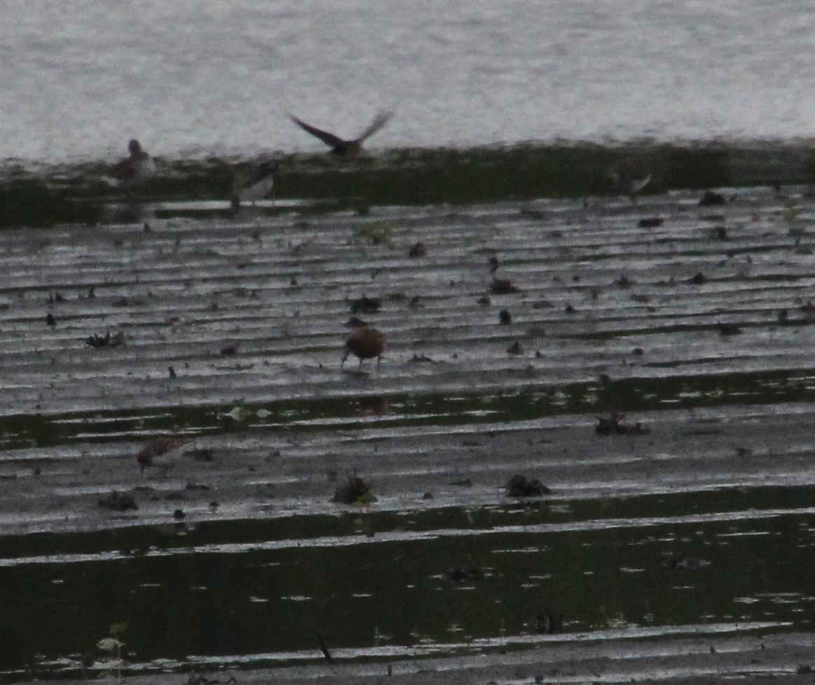 Curlew Sandpiper - ML614508100