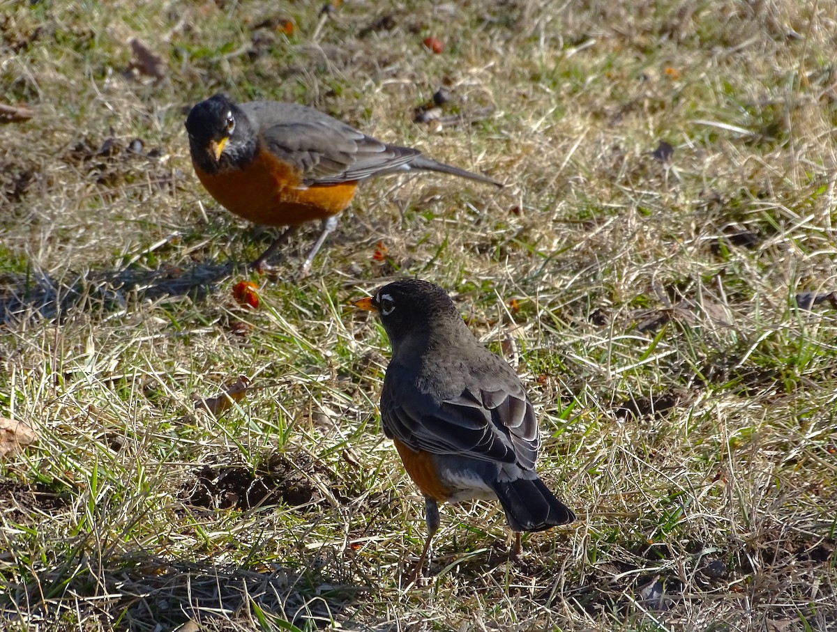 American Robin - ML614508108