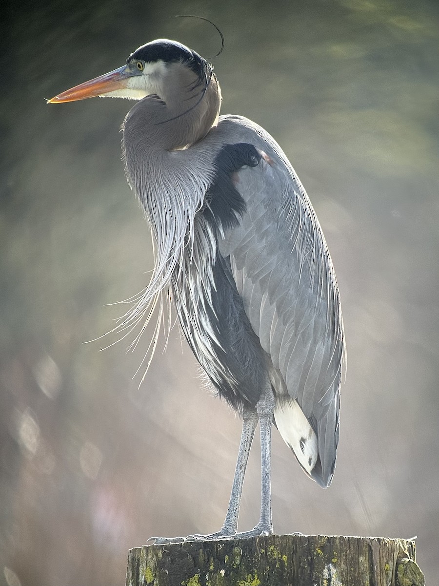 Great Blue Heron (Great Blue) - Dave Lockman