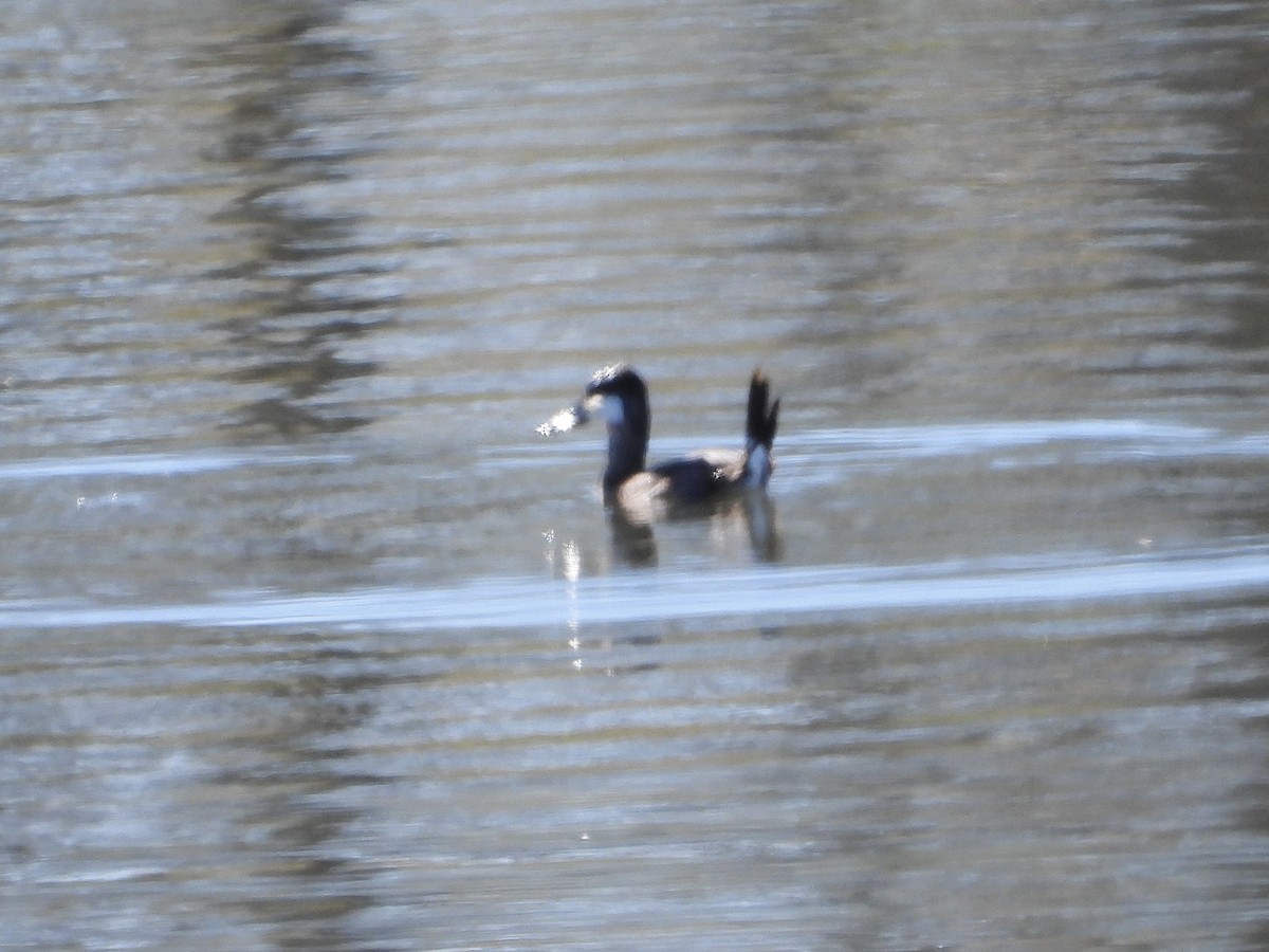 Ruddy Duck - ML614508121