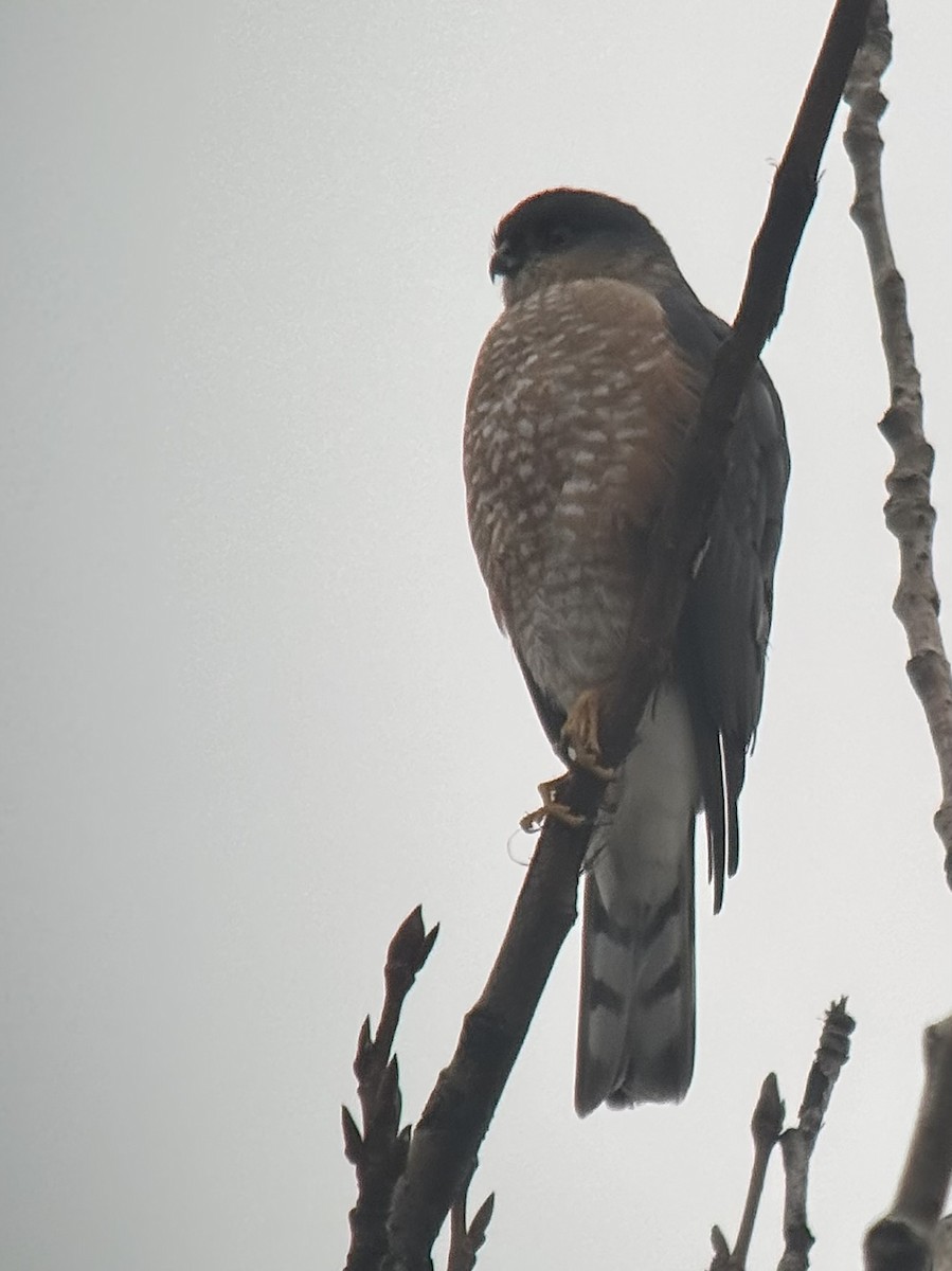 Sharp-shinned Hawk (Northern) - Dave Lockman