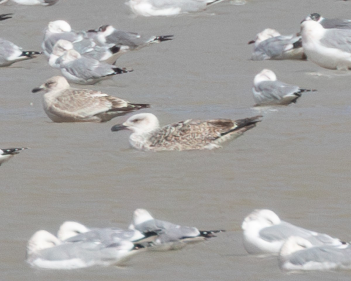 Great Black-backed Gull - ML614508139