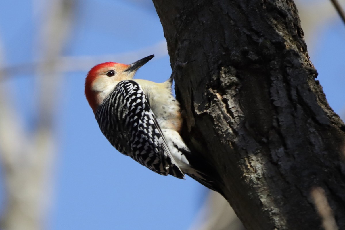 Red-bellied Woodpecker - ML614508172