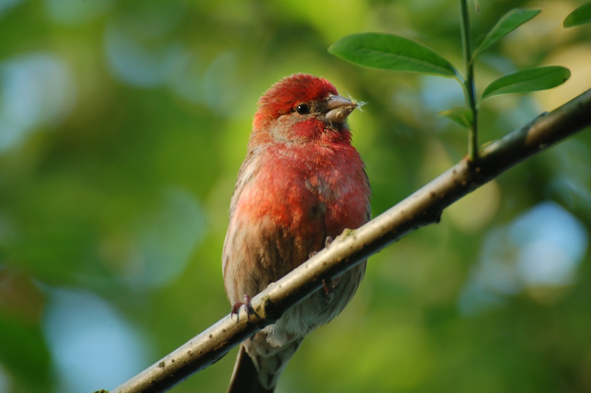 House Finch - ML614508190