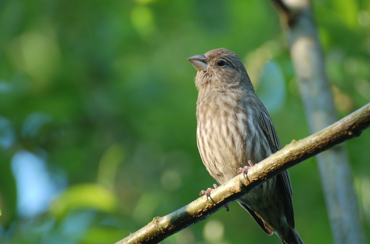 House Finch - ML614508191