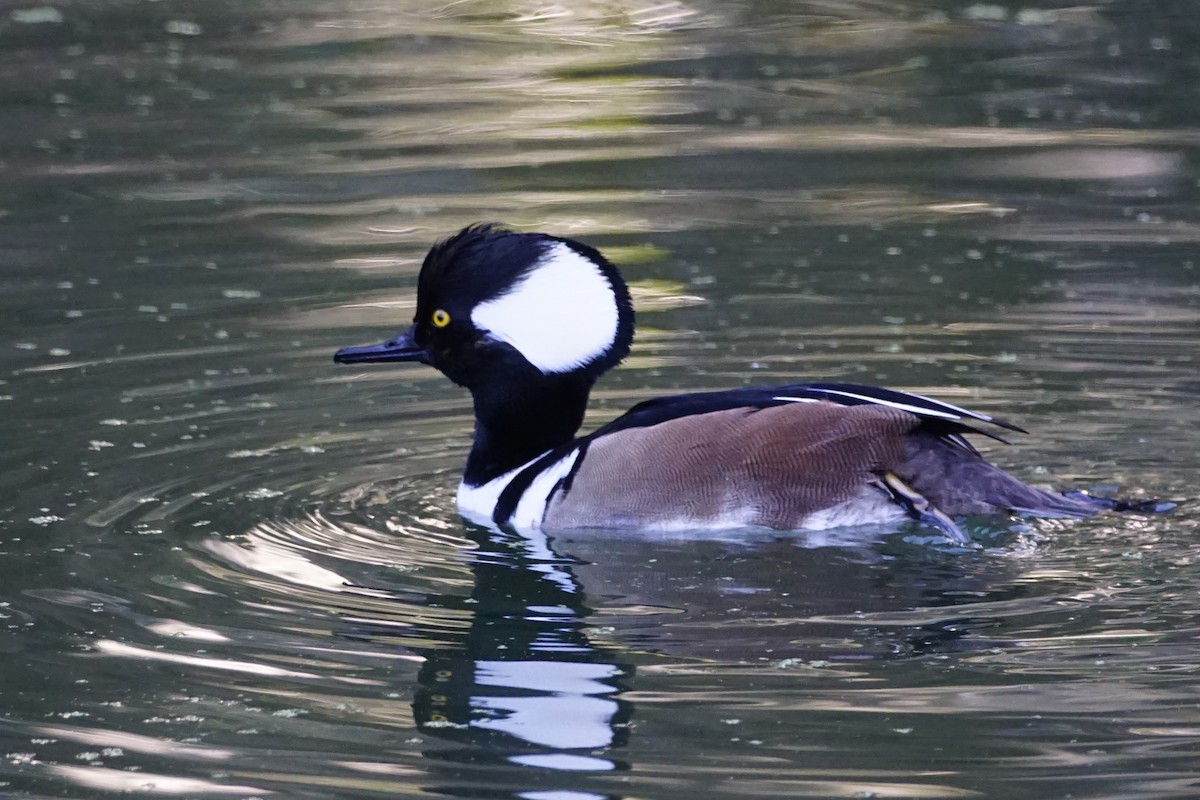 Hooded Merganser - Bill Frost