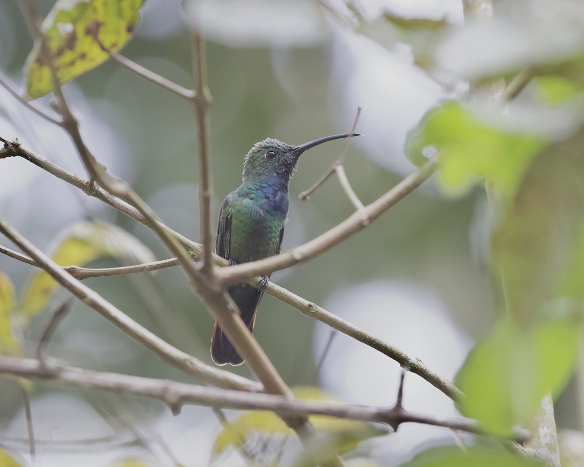 Green-breasted Mango - ML614508203