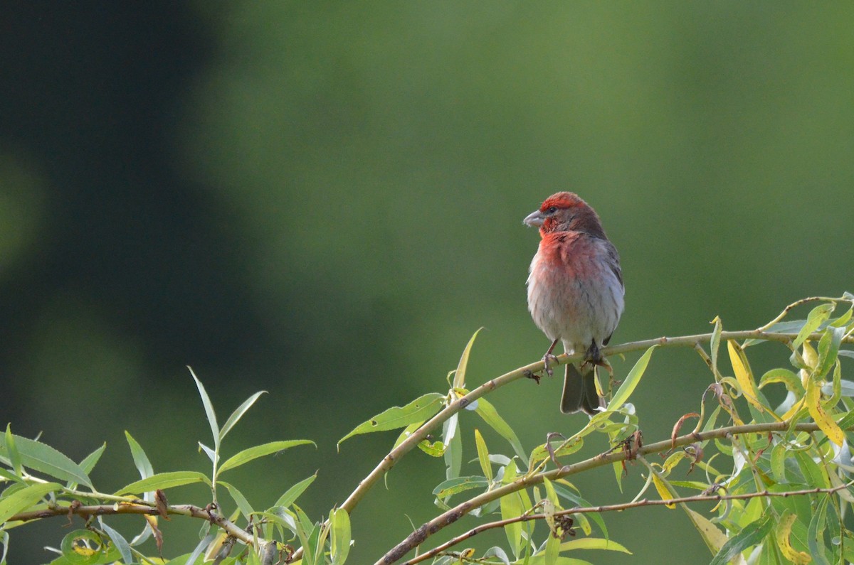 House Finch - ML614508209