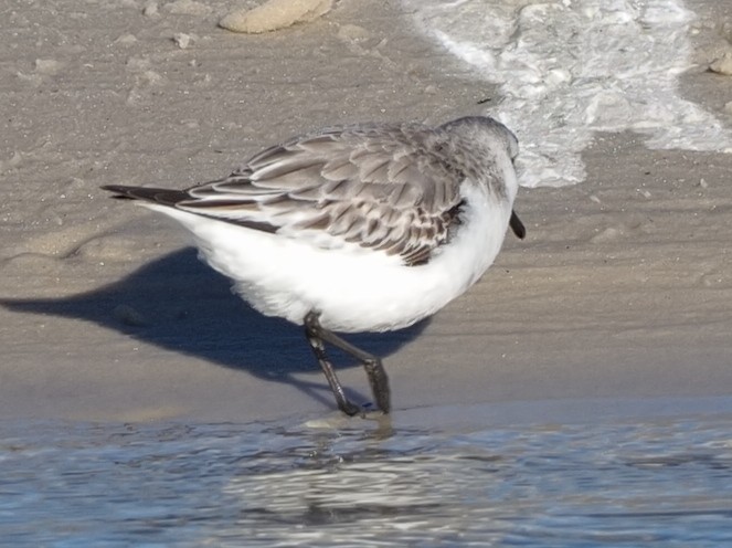 Sanderling - ML614508266