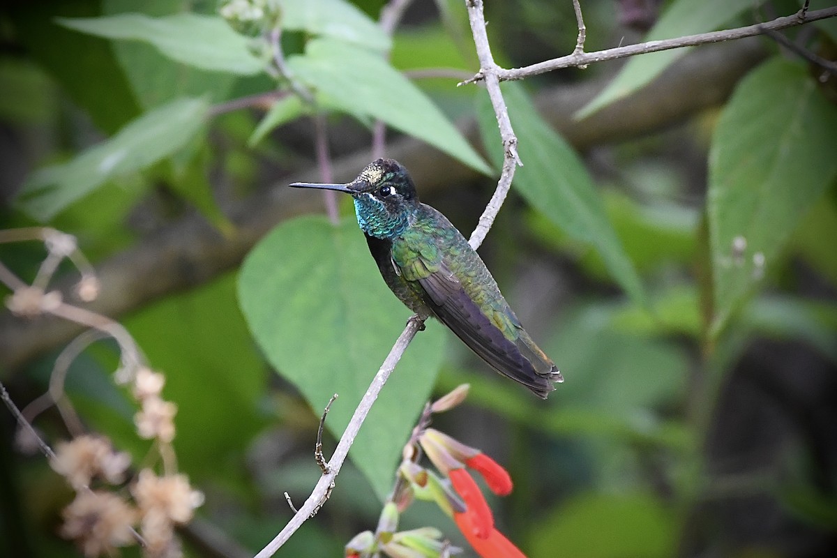 Rivoli's Hummingbird - L.Vidal Prado Paniagua