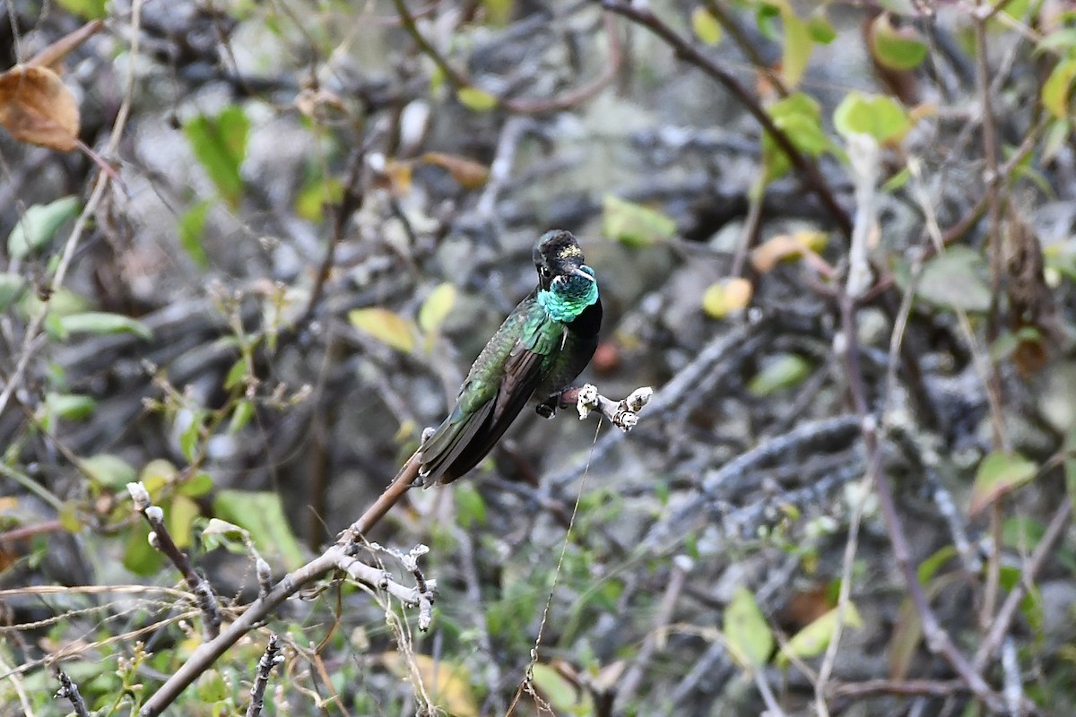 Rivoli's Hummingbird - L.Vidal Prado Paniagua