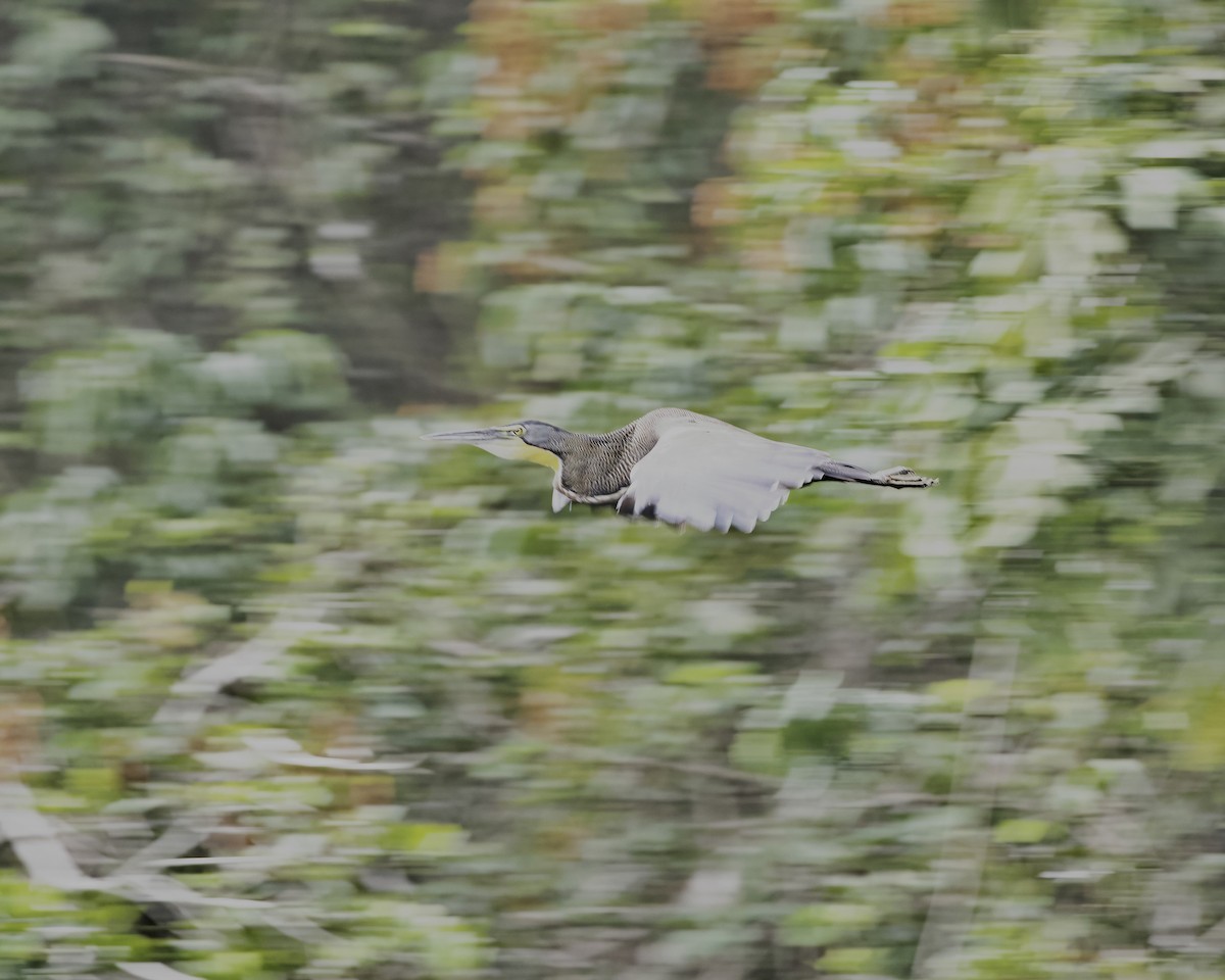 Bare-throated Tiger-Heron - ML614508322