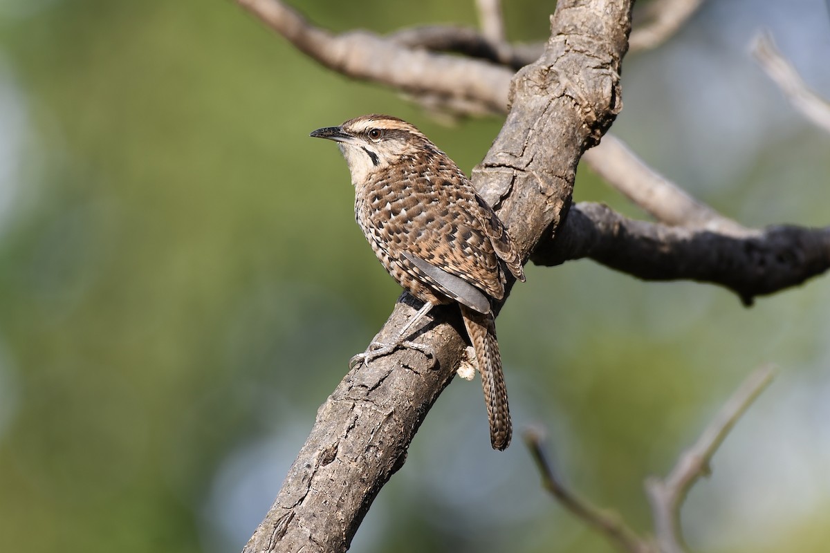 Spotted Wren - L.Vidal Prado Paniagua