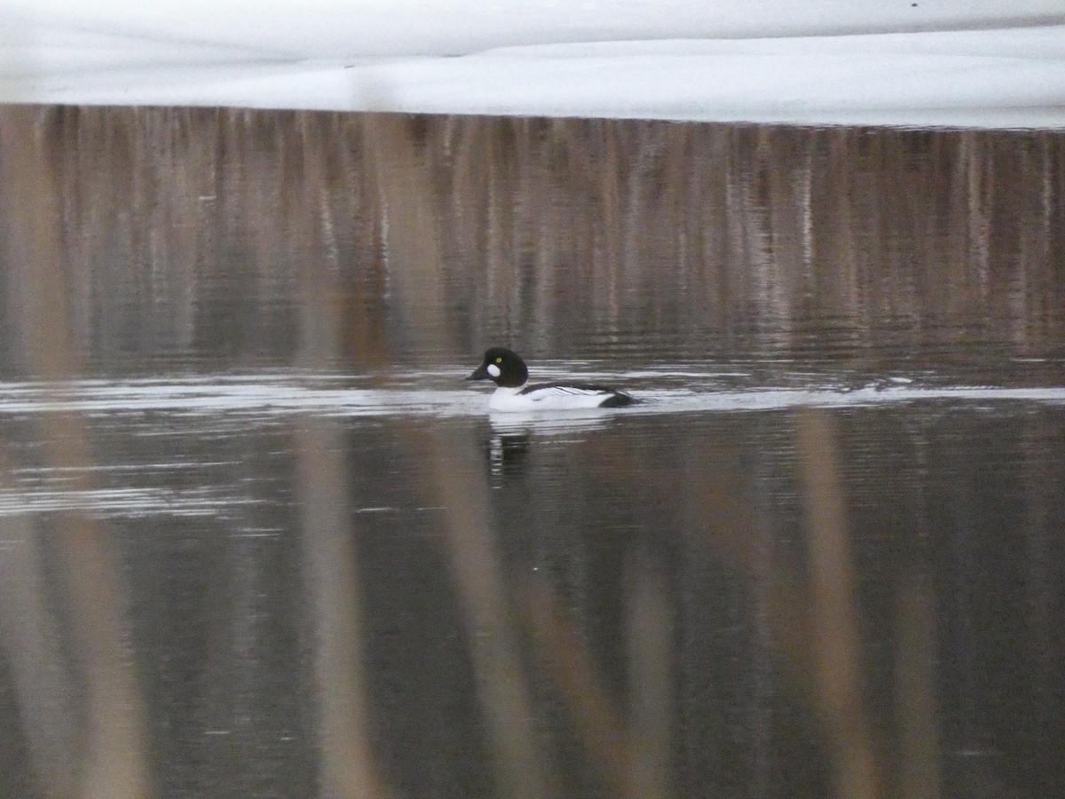 Common Goldeneye - ML614508351