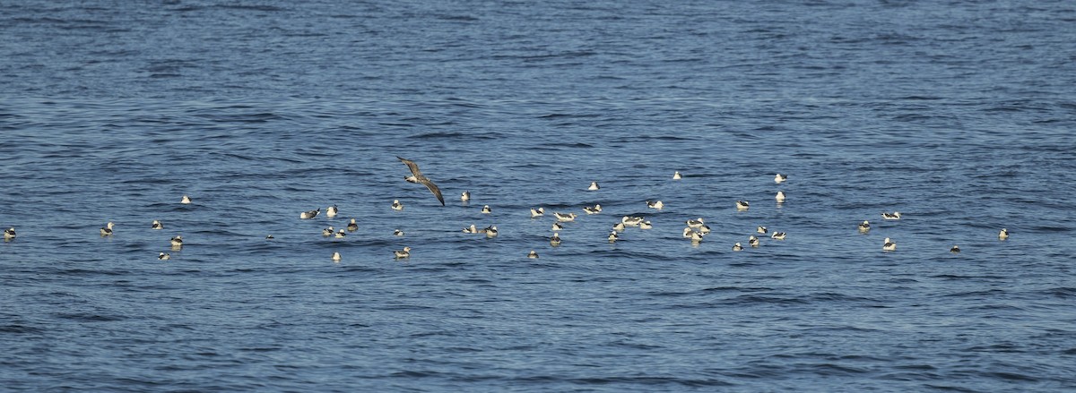 Yellow-legged/Lesser Black-backed Gull - ML614508359