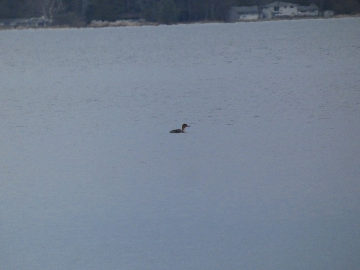 Red-breasted Merganser - ML614508363