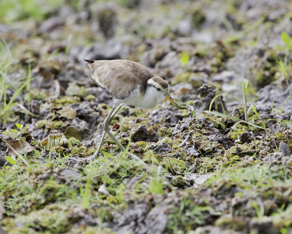 Northern Jacana - ML614508385