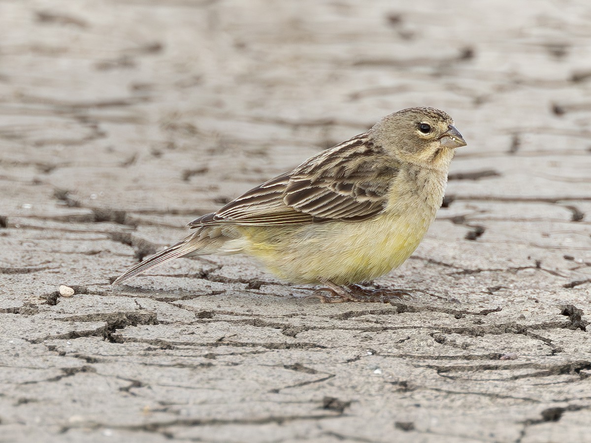 Grassland Yellow-Finch (Grassland) - ML614508411