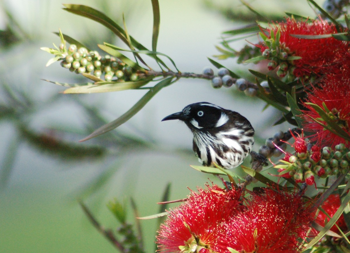 New Holland Honeyeater - Matthew Dickerson