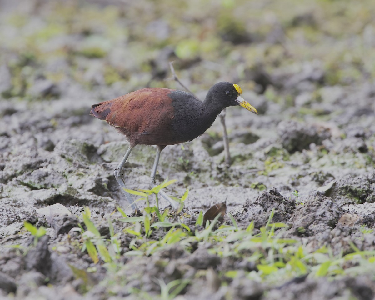 Northern Jacana - ML614508489