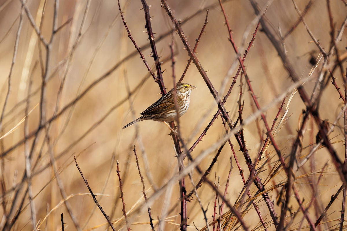 Savannah Sparrow - Leena M